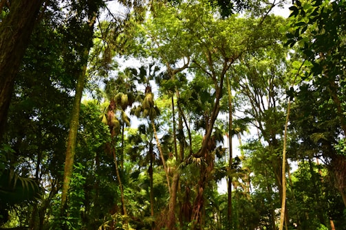 A dense forest featuring tall, lush green trees with thick foliage. Sunlight filters through the canopy, creating dappled patterns of light and shadow on the ground and enhancing the vibrant greens of the leaves. Various plant species can be seen, suggesting a healthy and diverse ecosystem.