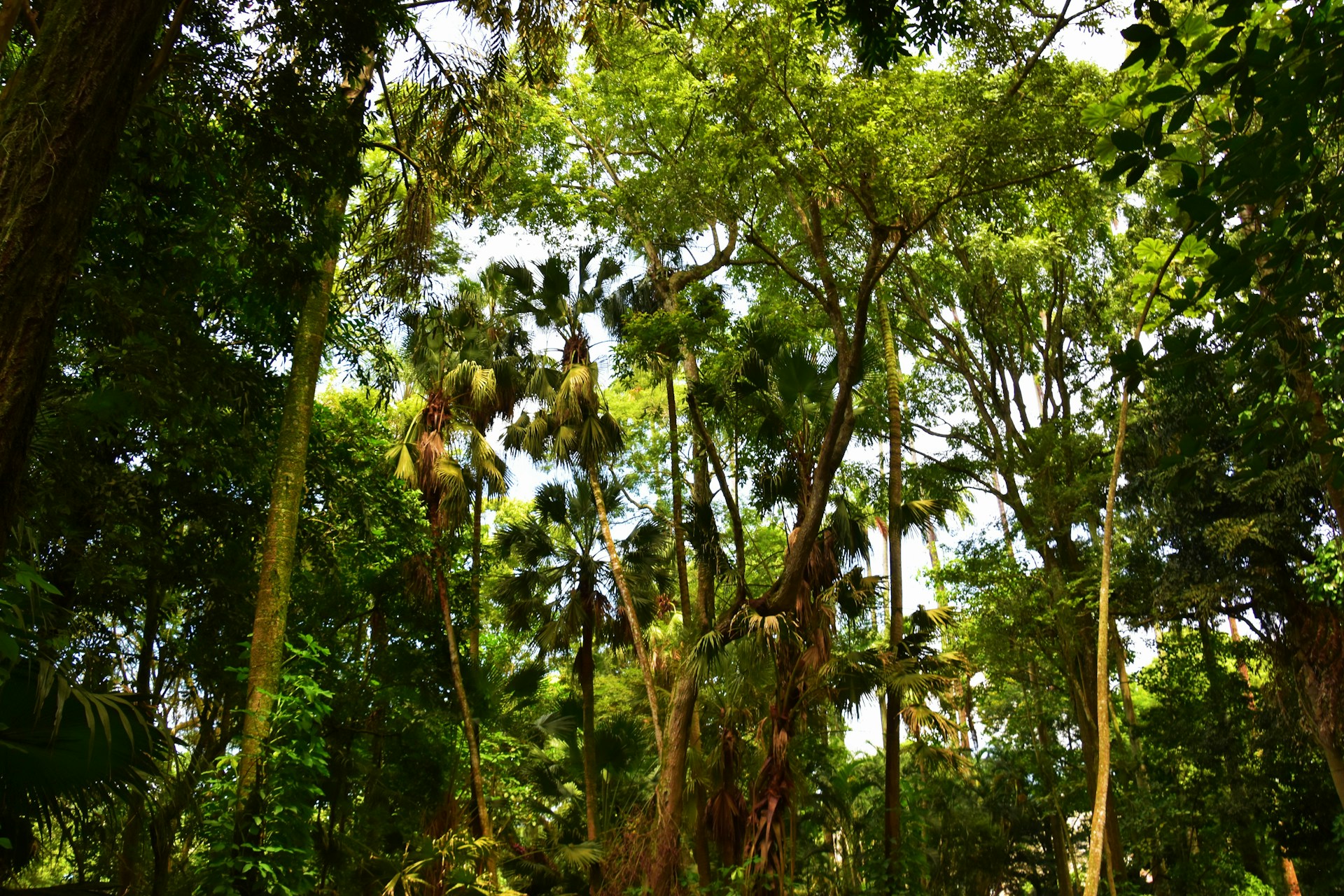 A dense forest featuring tall, lush green trees with thick foliage. Sunlight filters through the canopy, creating dappled patterns of light and shadow on the ground and enhancing the vibrant greens of the leaves. Various plant species can be seen, suggesting a healthy and diverse ecosystem.