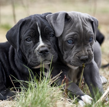 two black and white puppies are laying in the grass