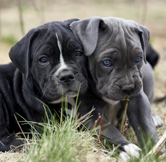 two black and white puppies are laying in the grass