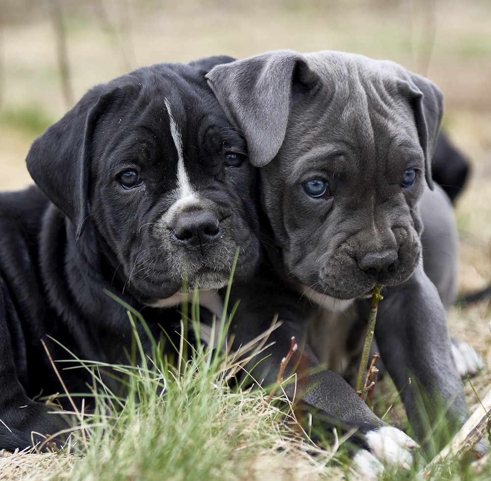 two black and white puppies are laying in the grass