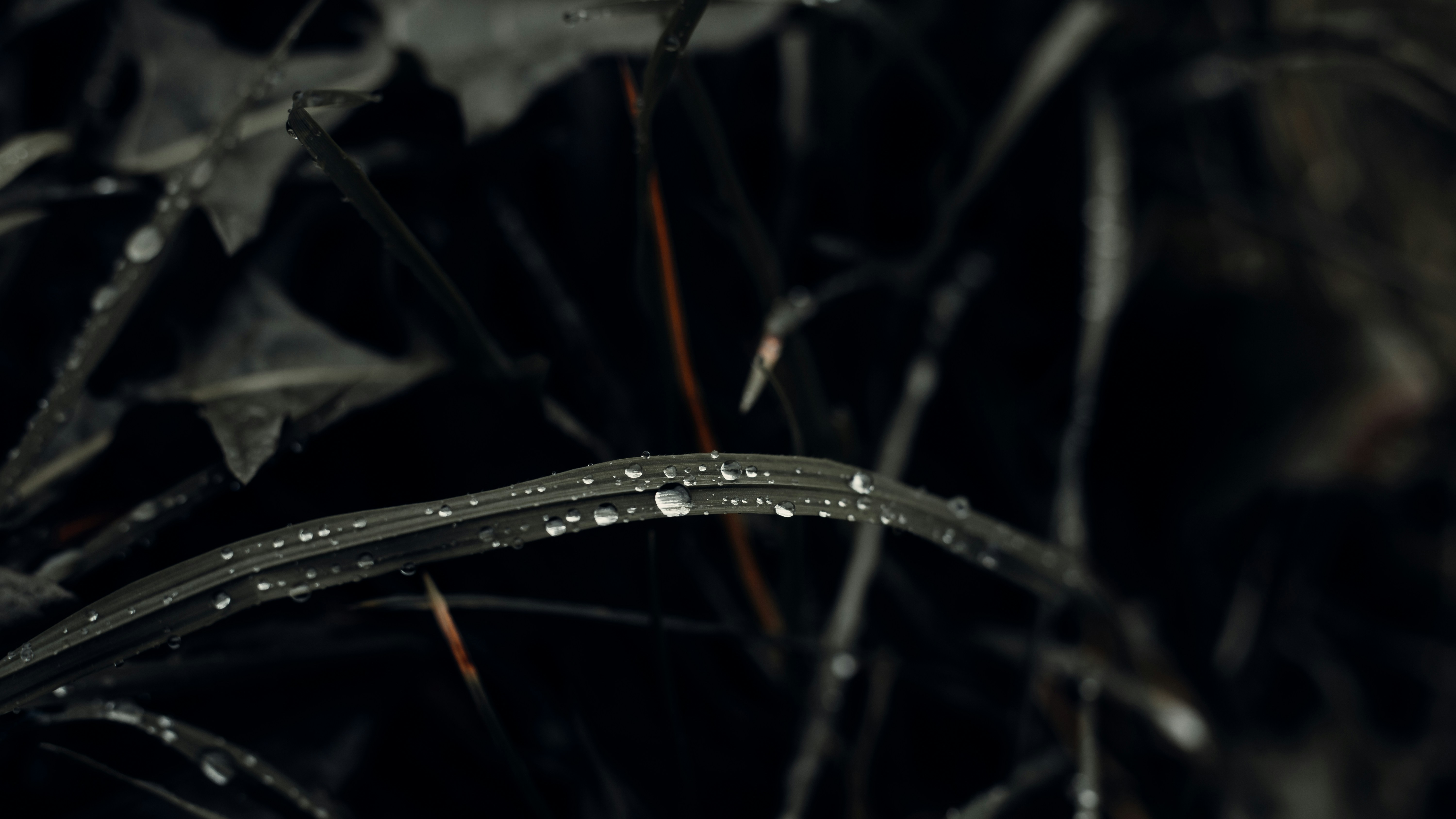 Photo by sylvester_s