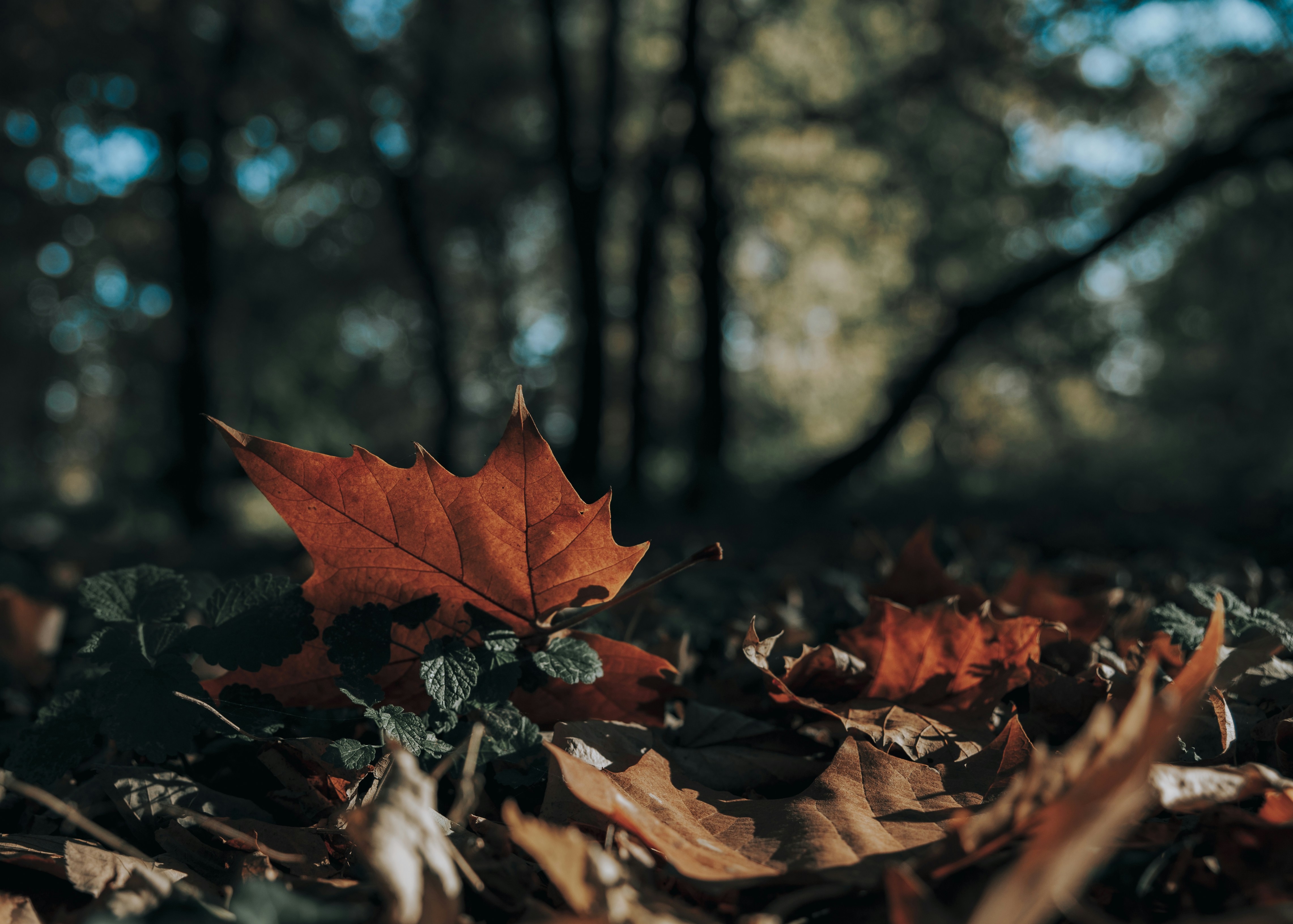 Photo by sylvester_s