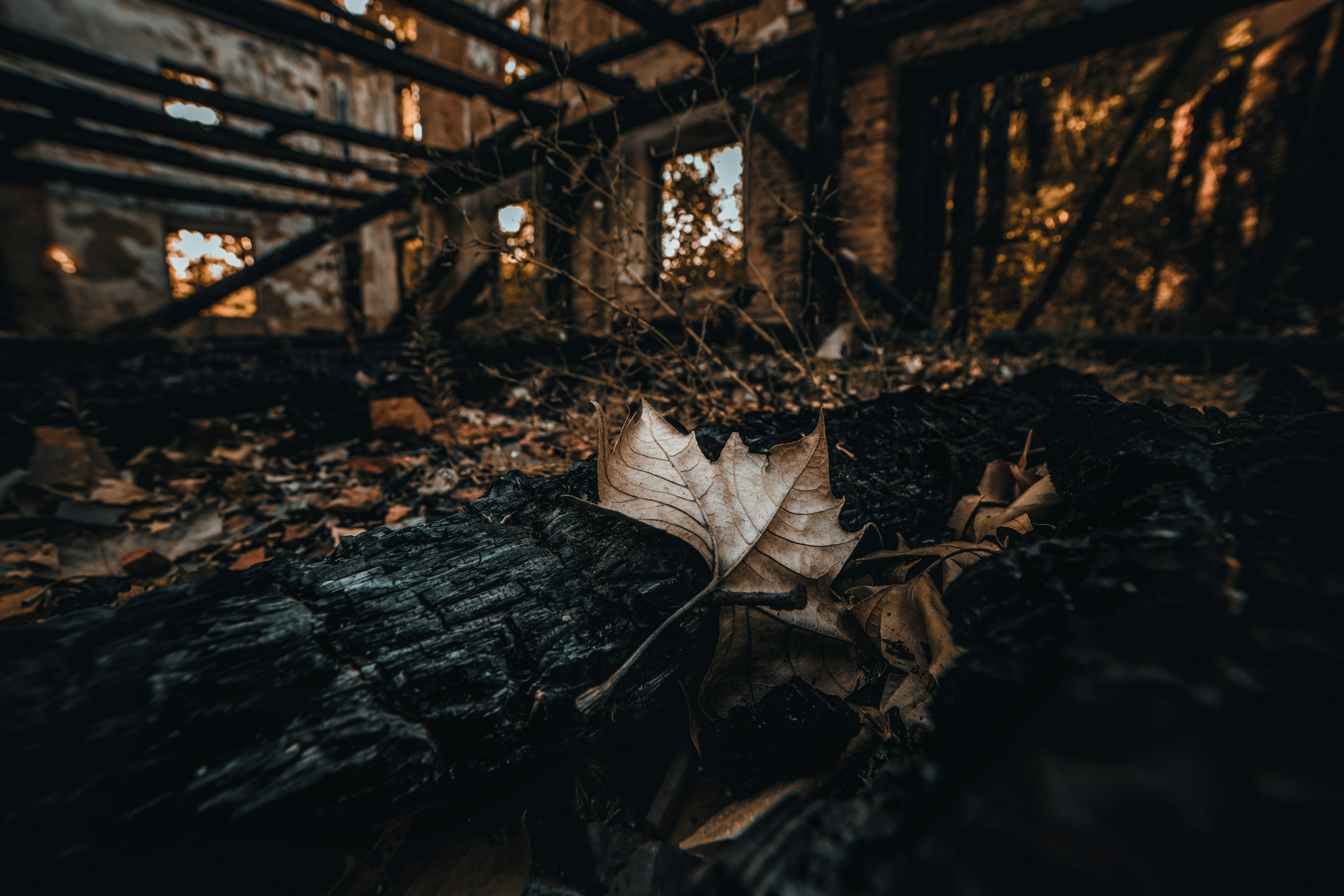 Leaf laying on the ground