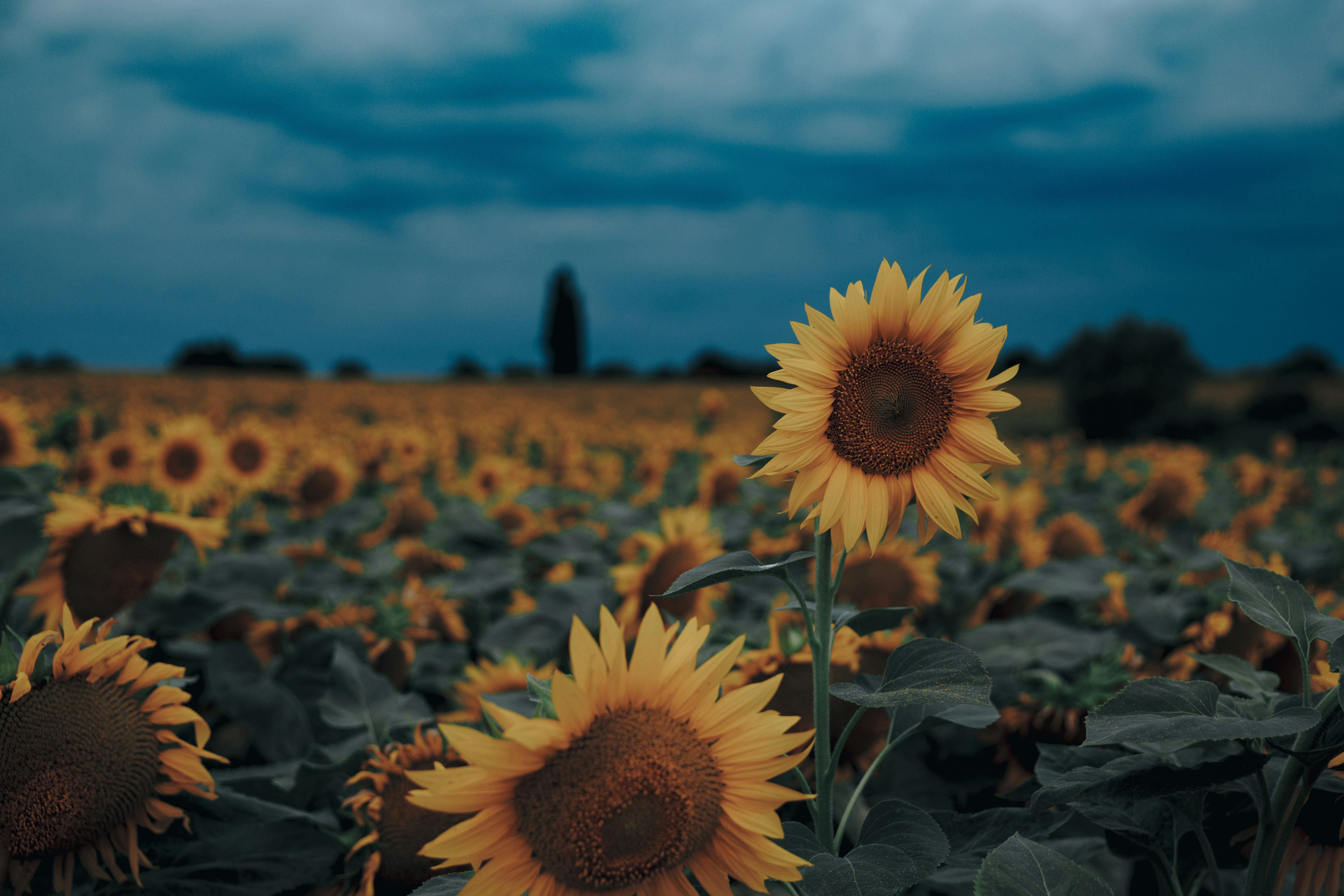 Photo by sylvester_s