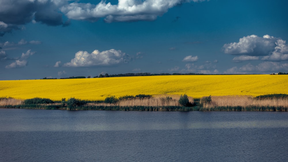 a large body of water surrounded by yellow flowers