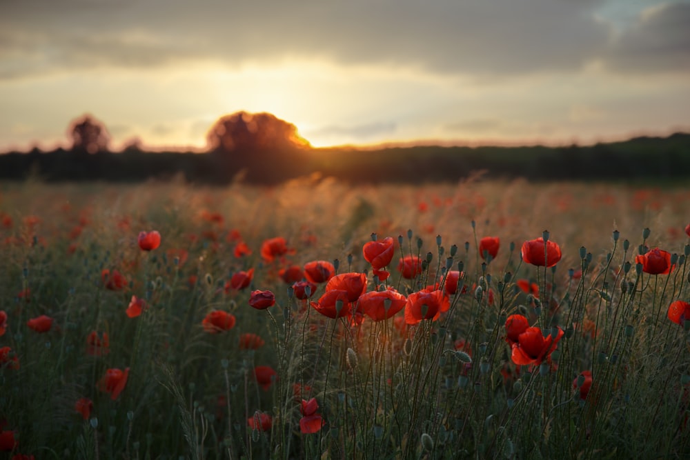 a field full of red flowers under a cloudy sky