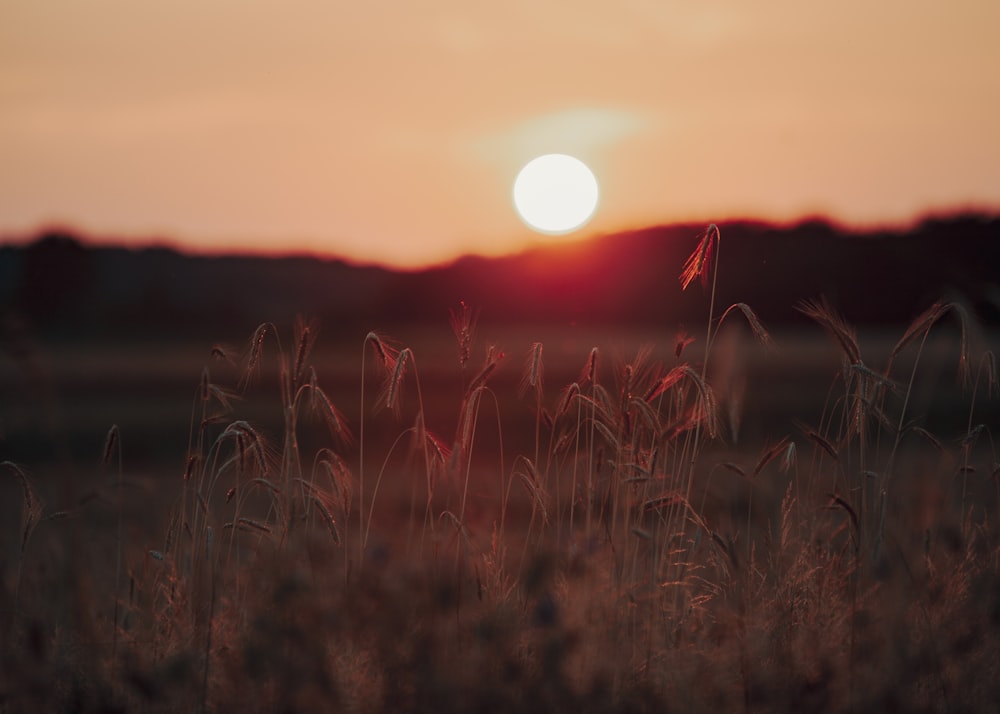 the sun is setting over a field of tall grass