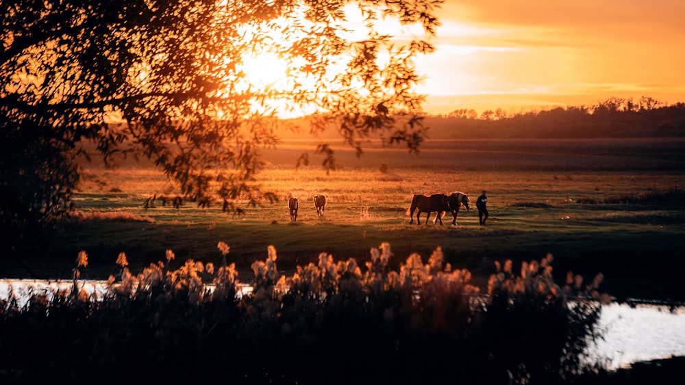 a group of horses standing on top of a lush green field