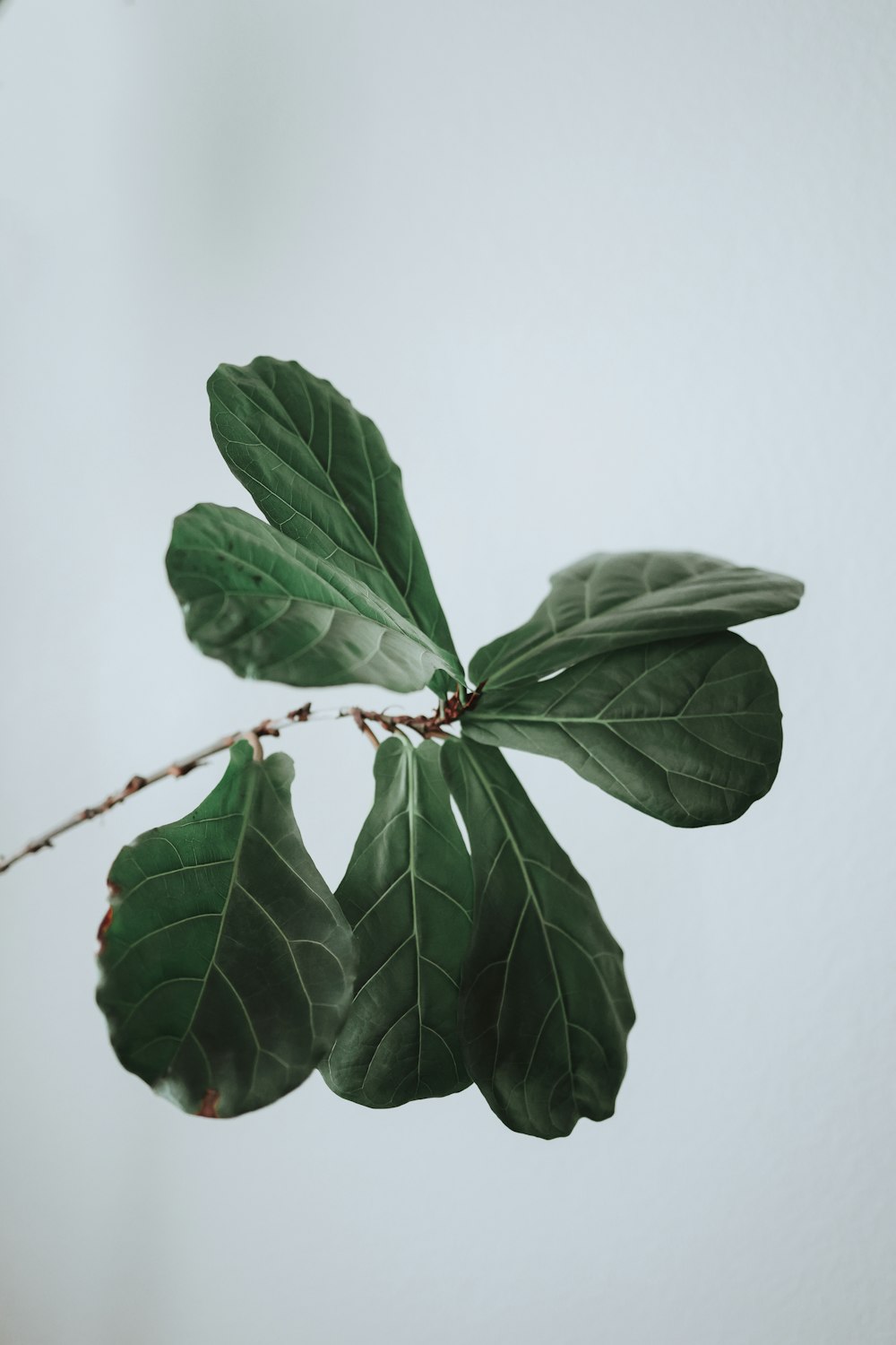 a branch of a tree with green leaves