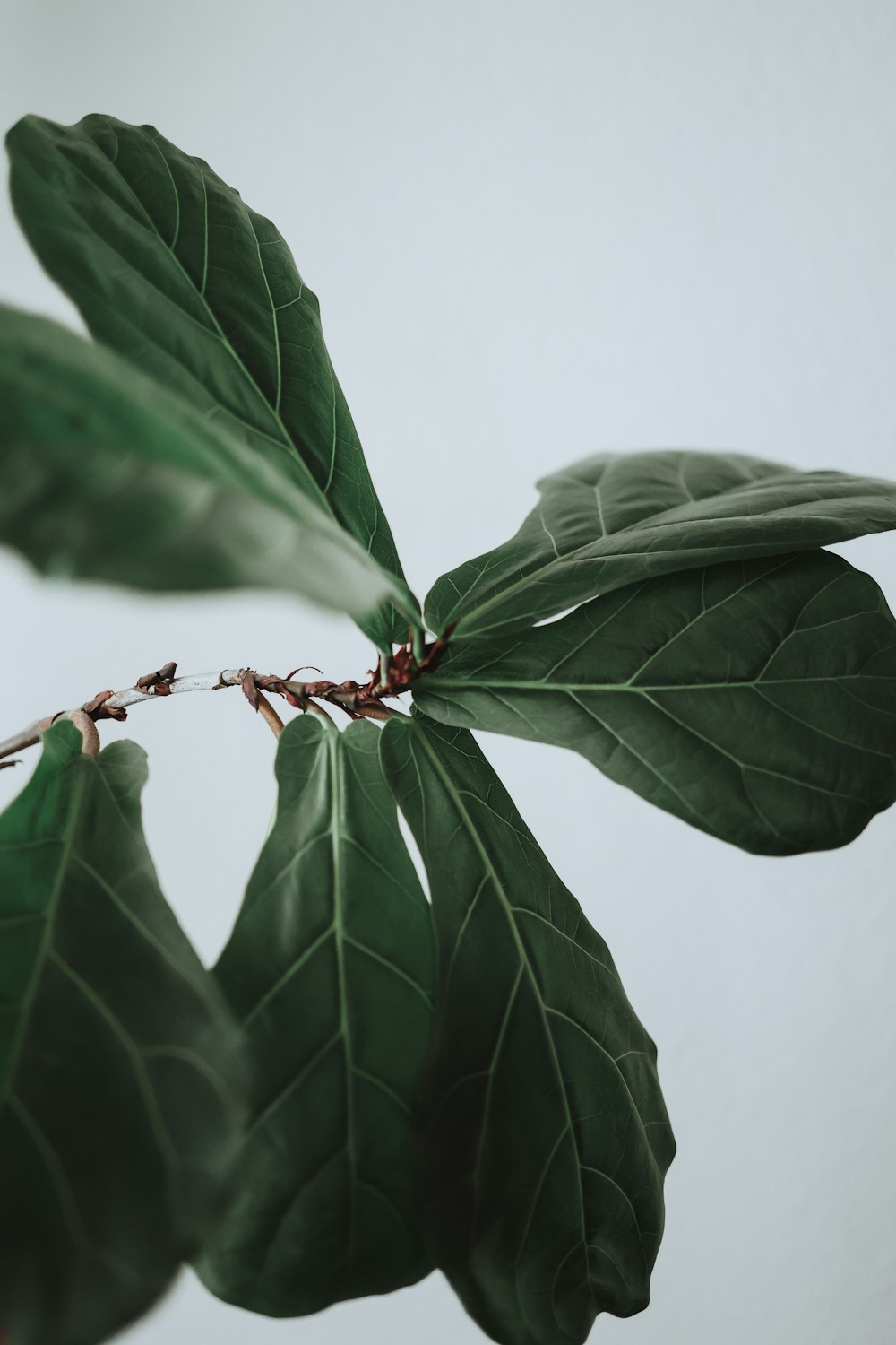 a close up of a green leaf on a branch