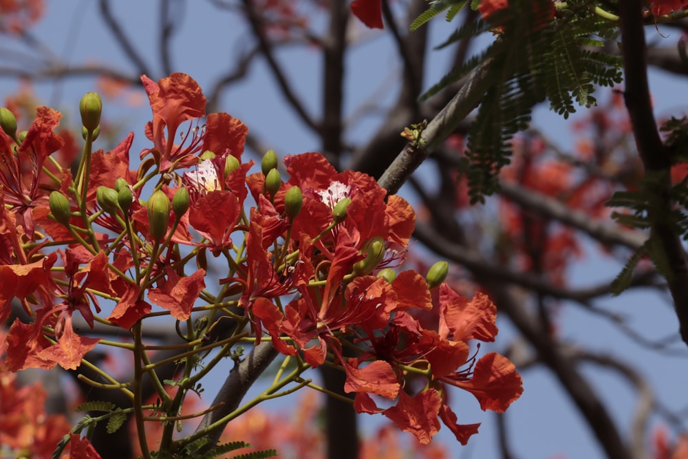 a tree with red flowers and green leaves