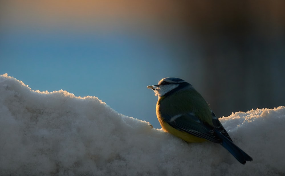 a small bird sitting on top of a snow covered branch