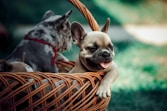 a small dog is sitting in a basket