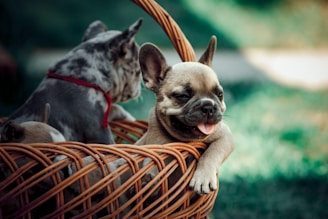 a small dog is sitting in a basket