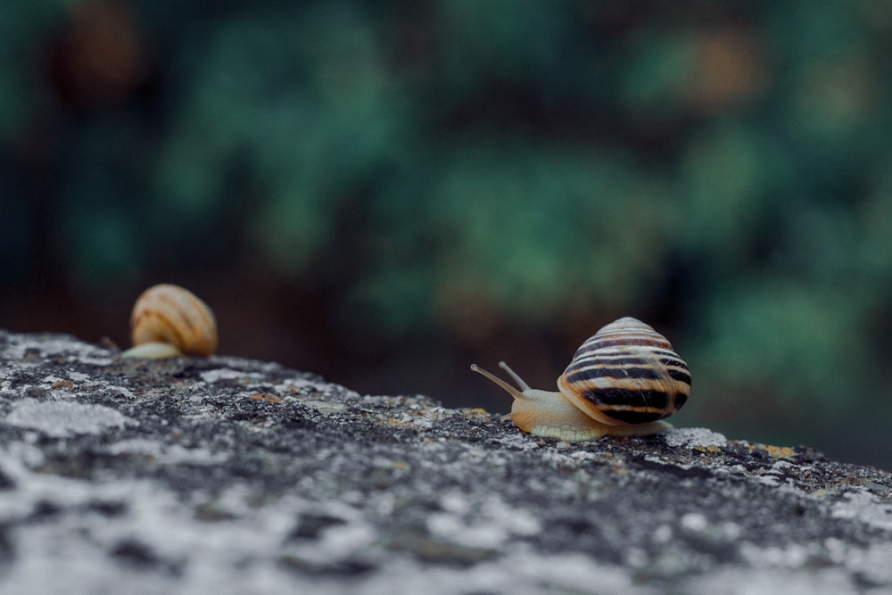 a couple of snails that are sitting on a rock