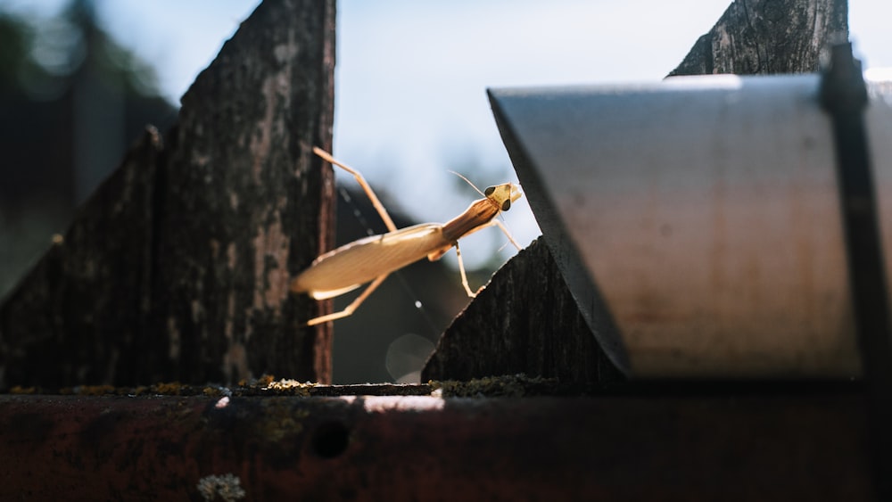 a large insect standing on top of a piece of wood