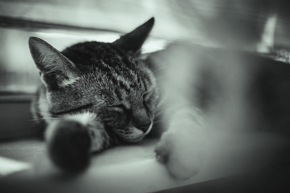 a black and white photo of a cat sleeping