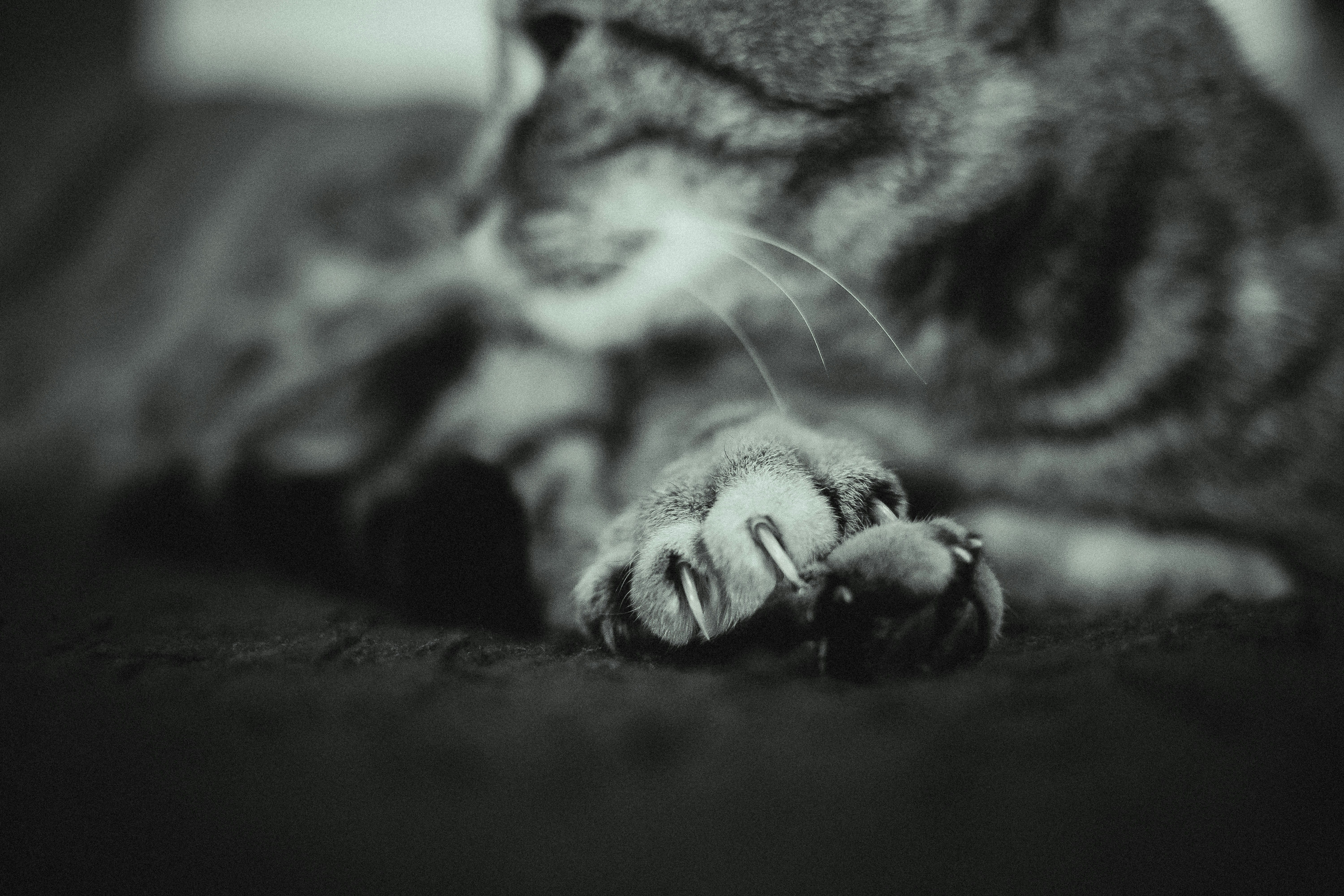 Physical Contact: Claws In or Out? (image credits: unsplash)