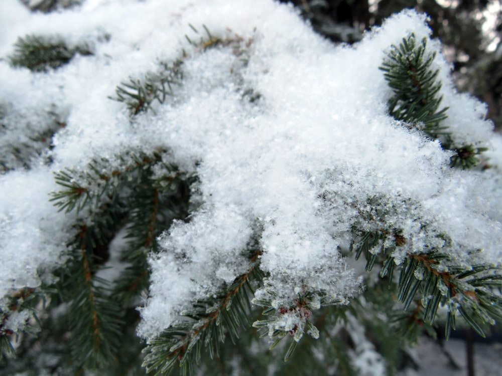 a close up of snow on a pine tree