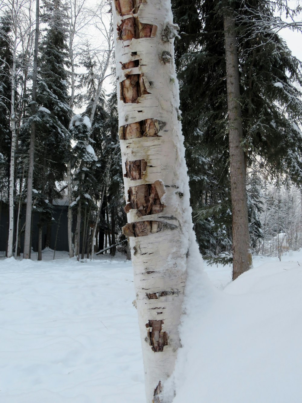 a snow covered tree trunk in the middle of a forest
