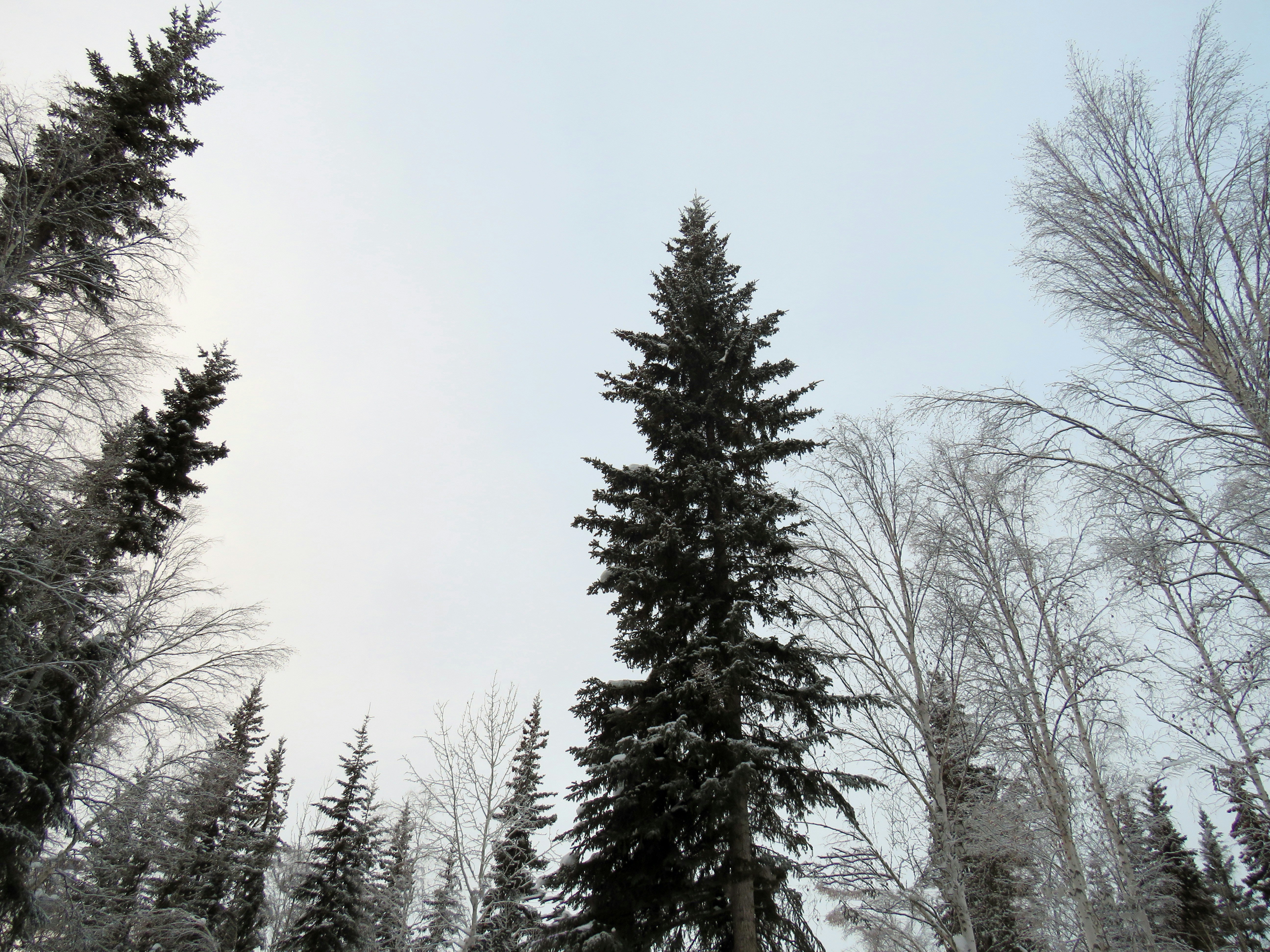 a group of trees covered in snow on a snowy day, 