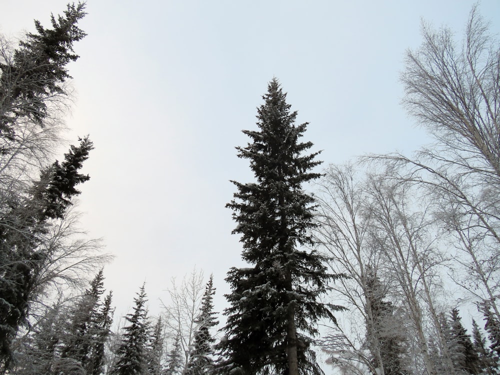 a group of trees covered in snow on a snowy day