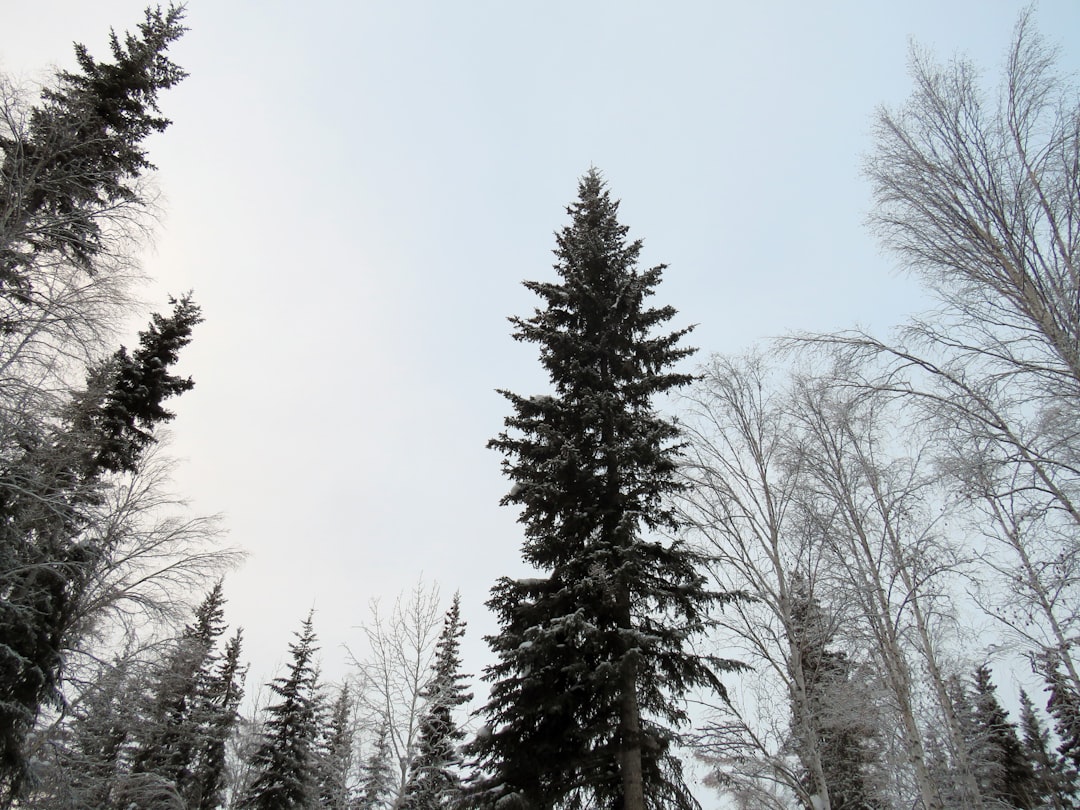 a group of trees covered in snow on a snowy day,