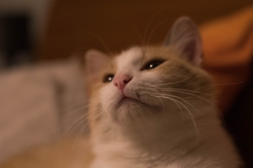 A close-up of a cat with light brown and white fur. The cat's whiskers are prominently displayed, and it has a relaxed, slightly aloof expression. The background is softly blurred, creating a warm, cozy atmosphere.