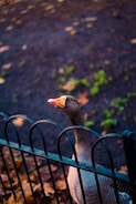 A goose with a grayish-brown body and a bright orange beak is partially behind a black metal fence. The background includes a dark, blurred ground with scattered green plants and fallen autumn leaves.