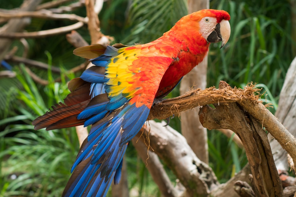 a colorful parrot perched on a tree branch