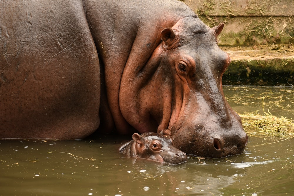 a hippopotamus and its baby in a body of water