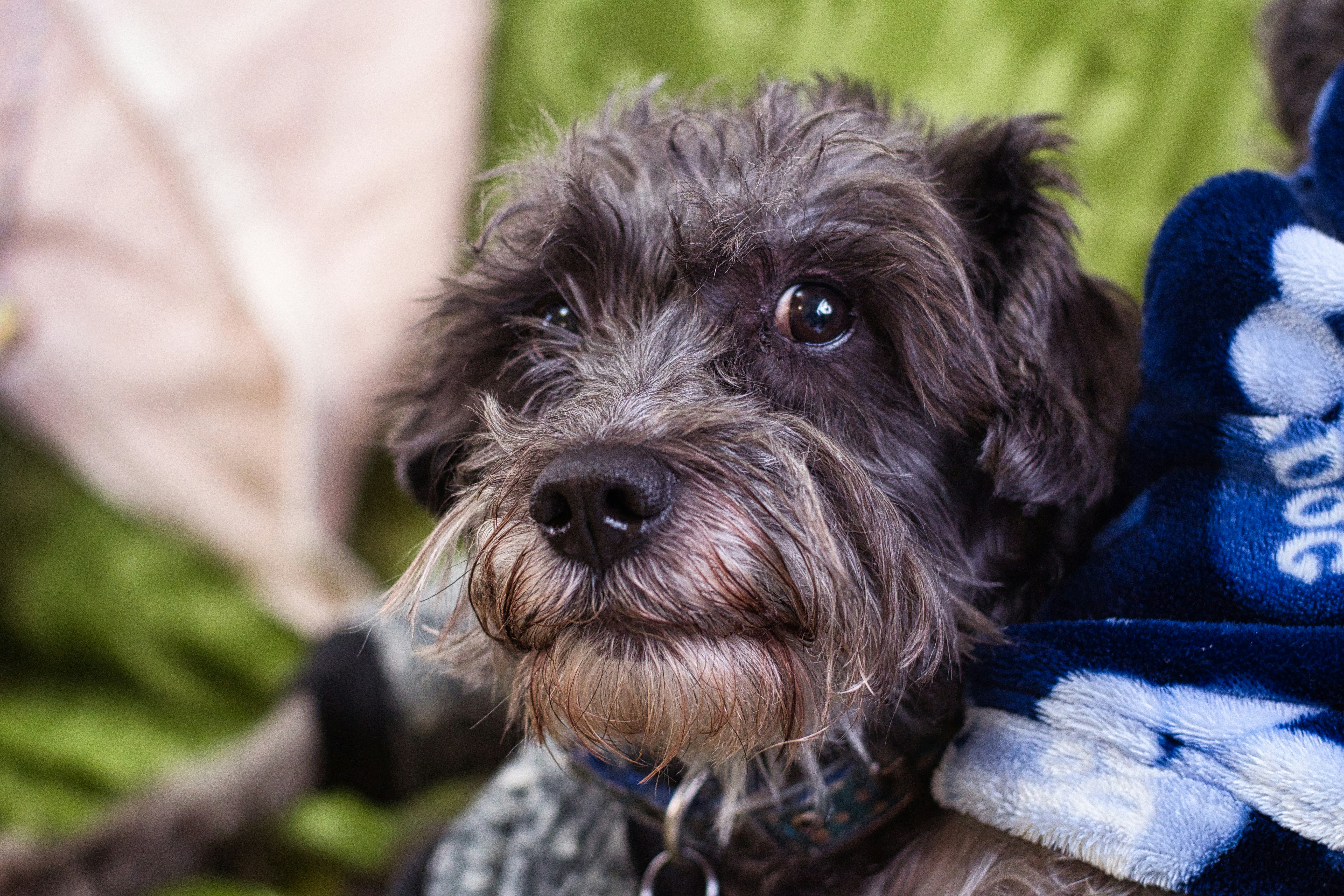 Un primer plano de un perro con una manta en la espalda