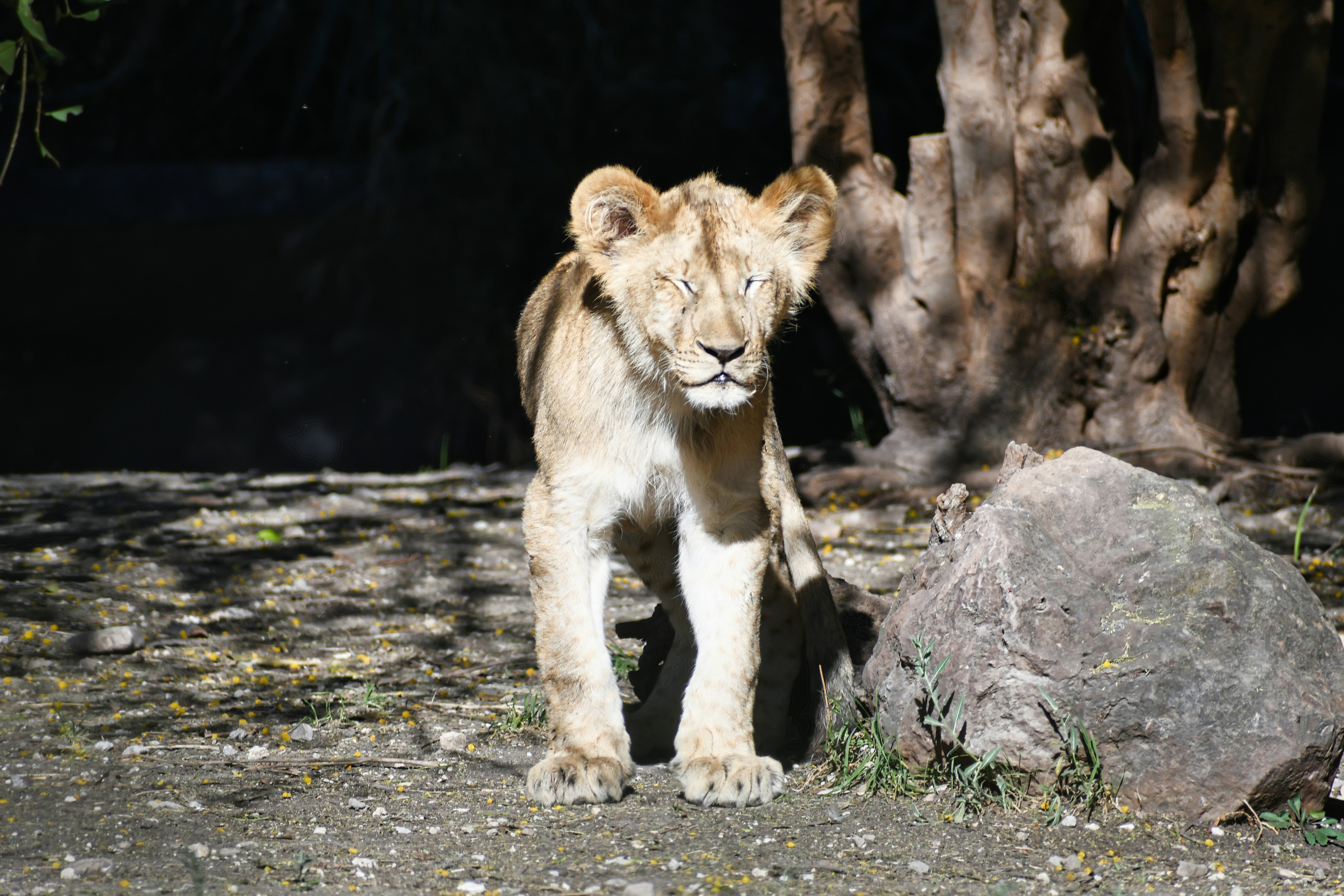 Un cachorro de león joven caminando al sol