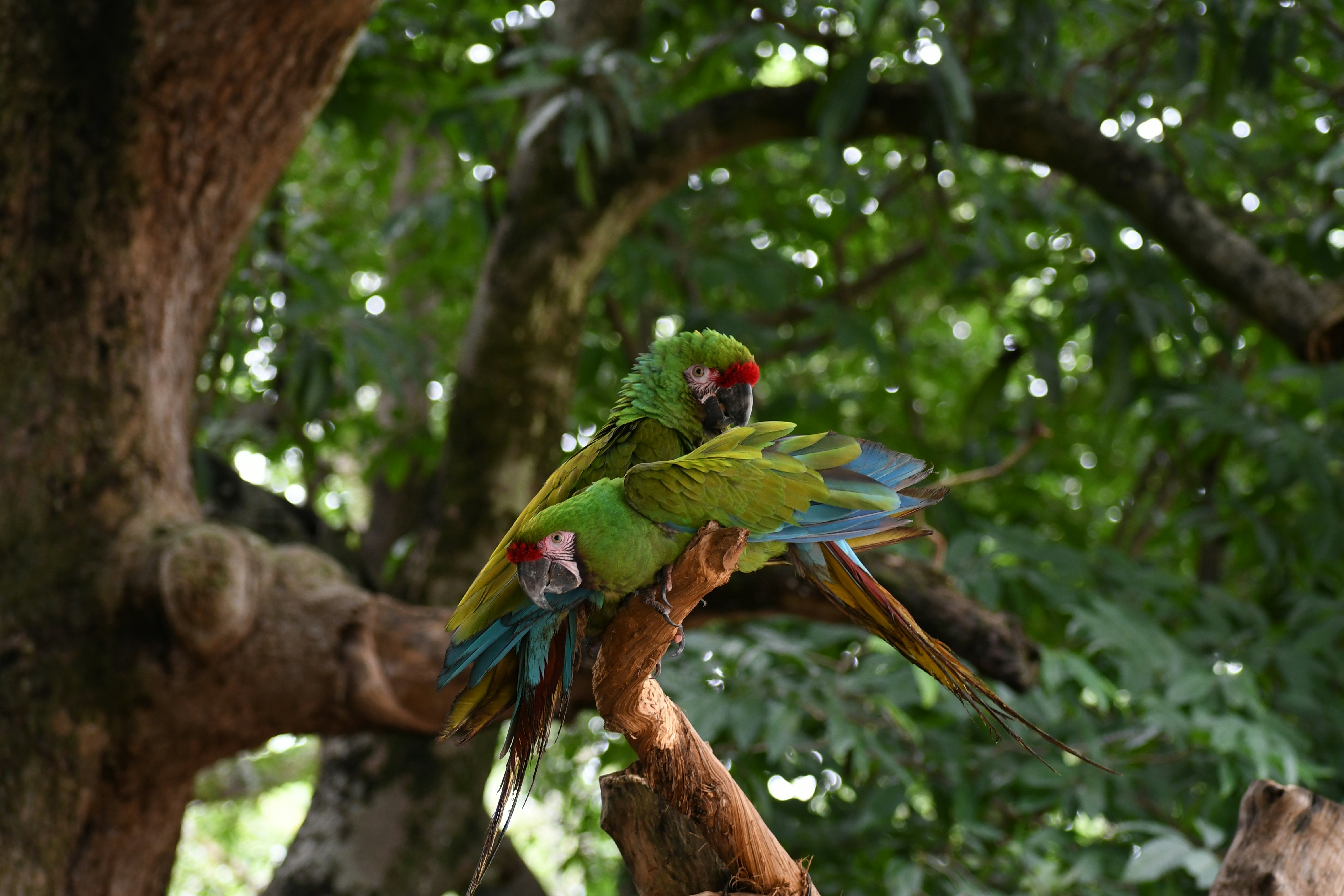 Dos loros están sentados en una rama en un árbol