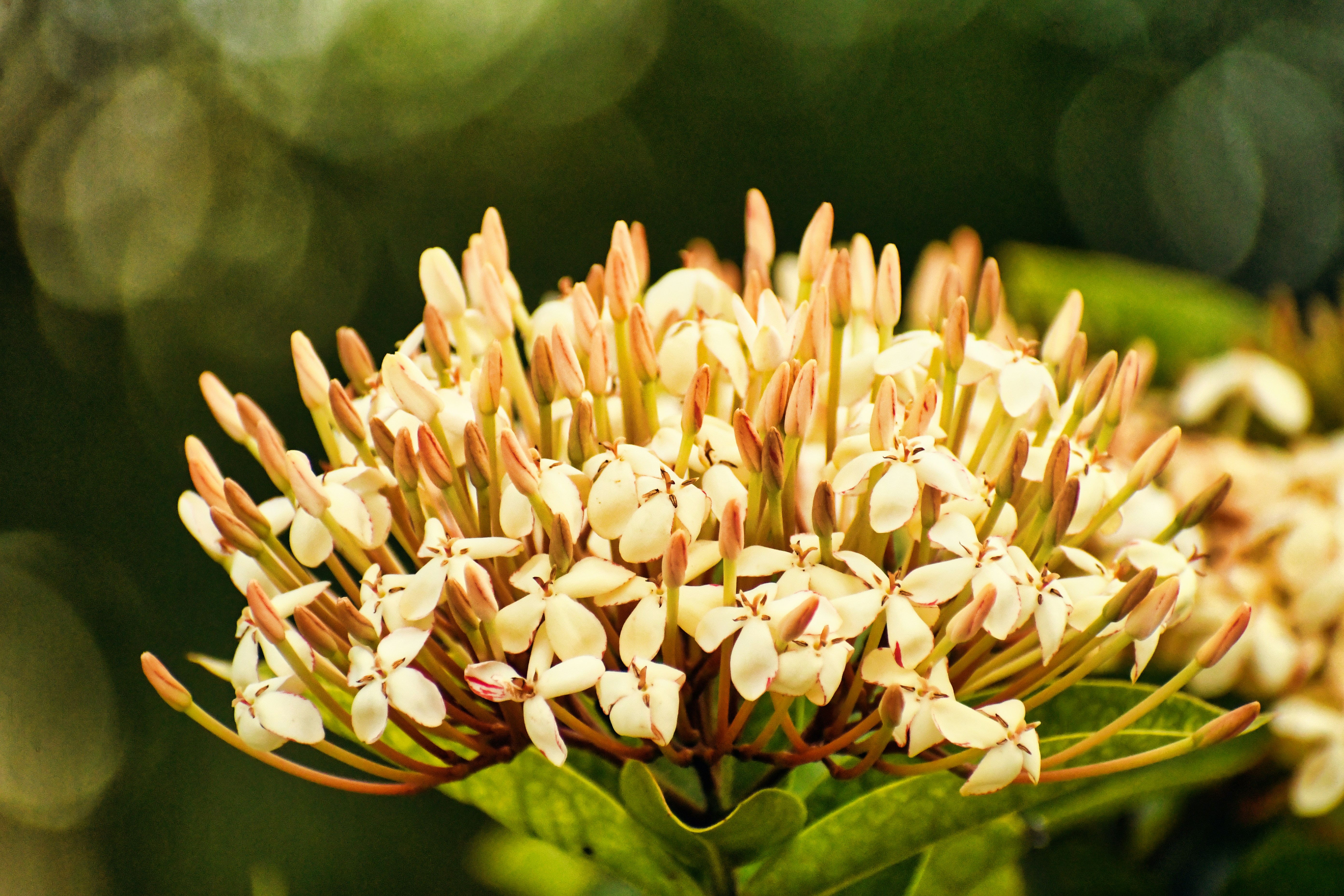 Un primer plano de una flor con fondo borroso