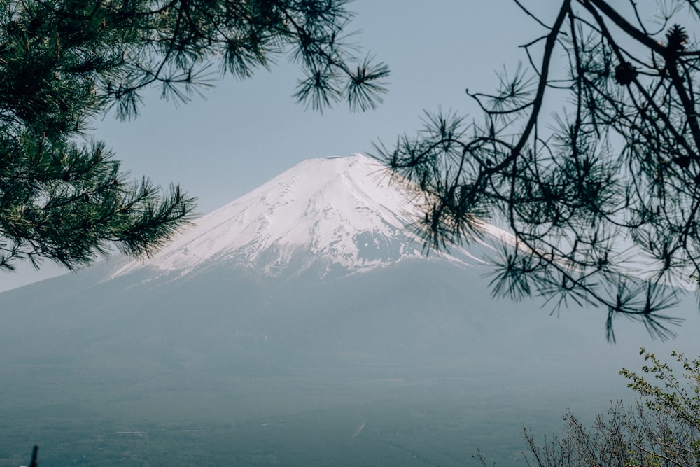 Una vista de una montaña cubierta de nieve a través de las ramas de un árbol