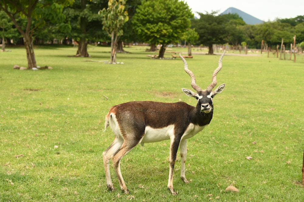 an antelope standing in a grassy field with trees in the background