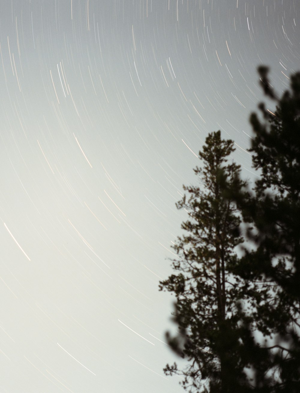 a star trail is seen in the sky above a tree