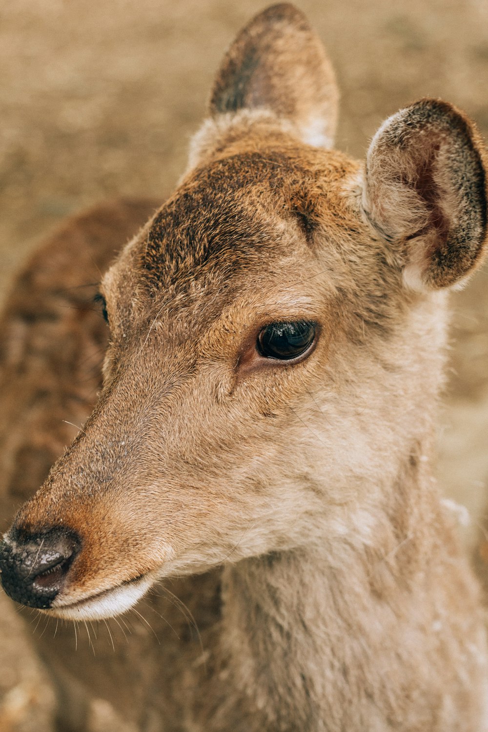 a close up of a deer with a blurry background