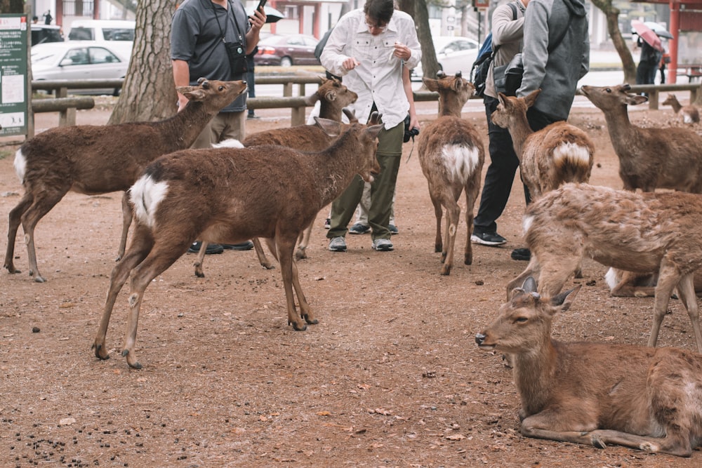 a herd of deer standing on top of a dirt field