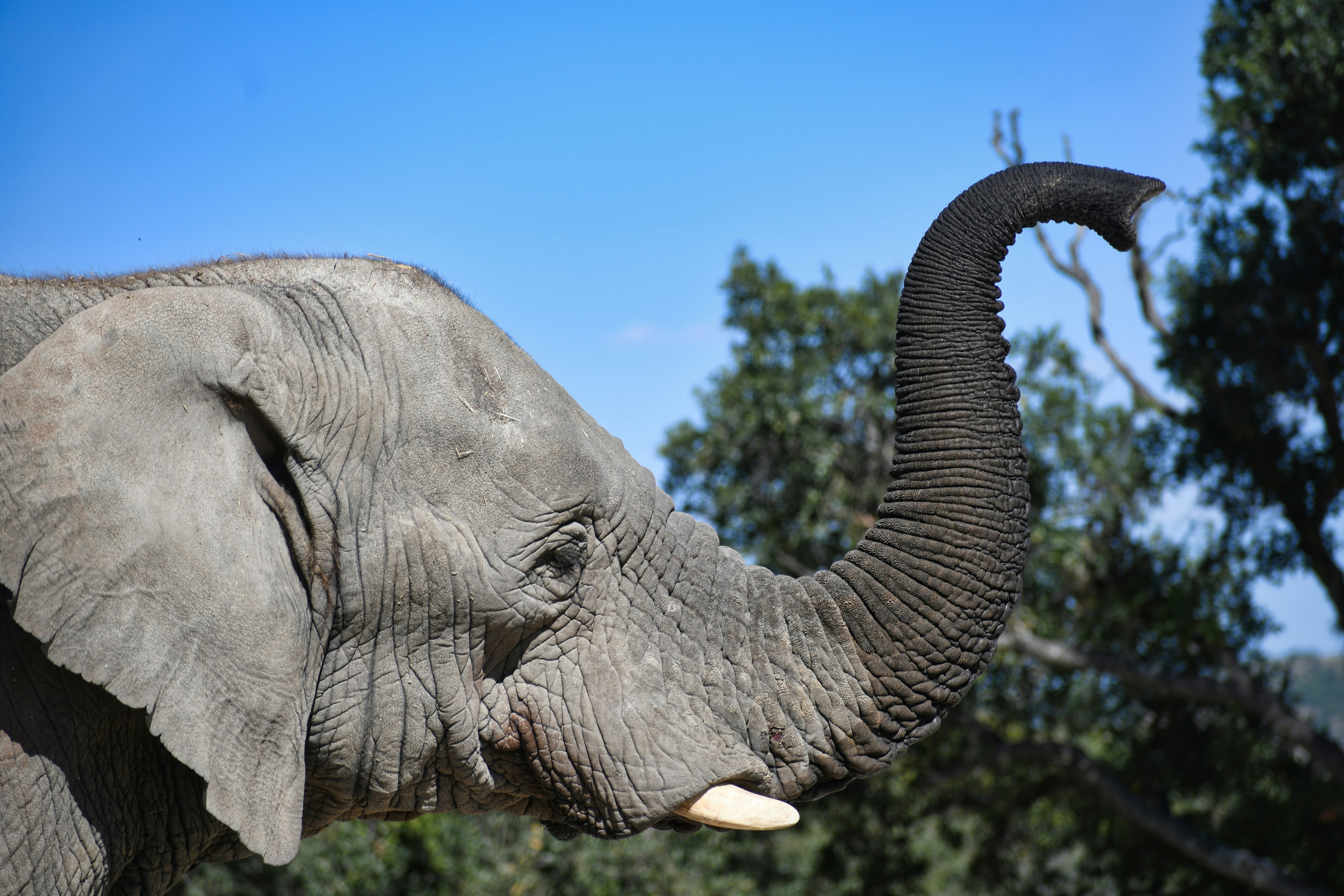 The Science Behind Elephant Trunk Lifting (image credits: unsplash)