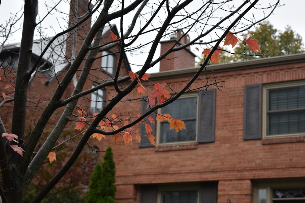 a tree with orange leaves in front of a brick building