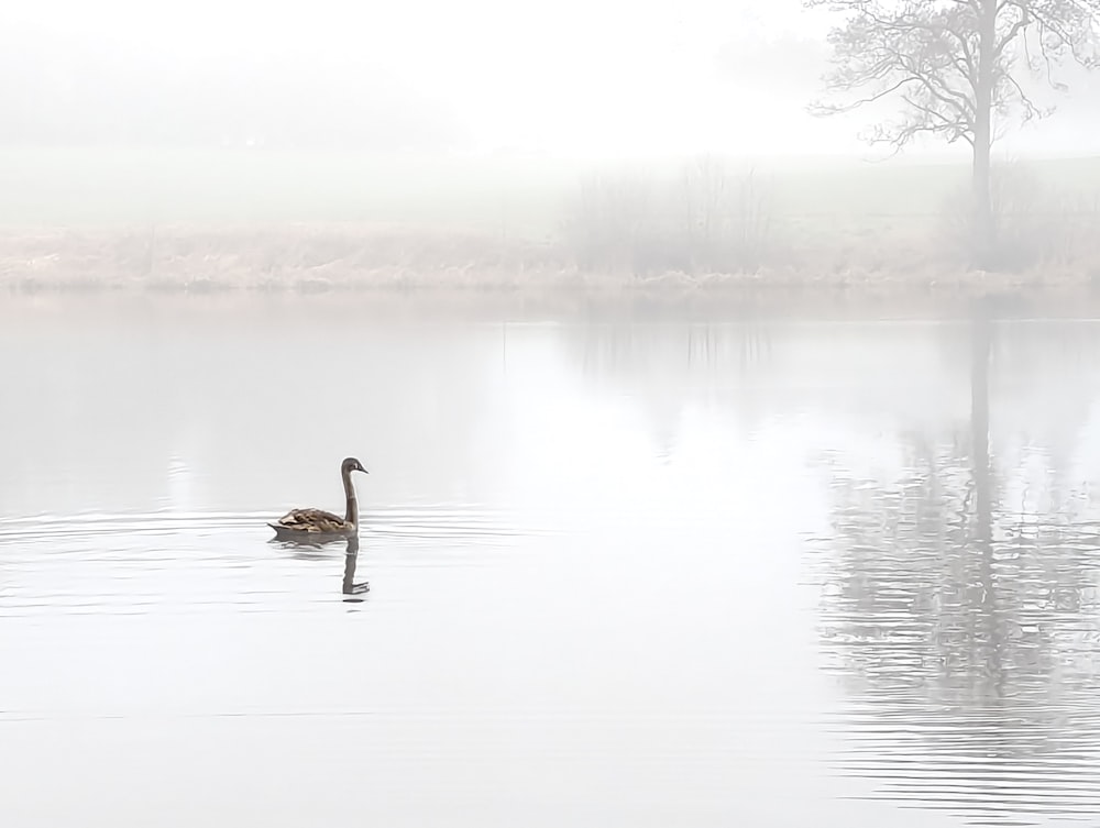 a duck swimming in a lake on a foggy day