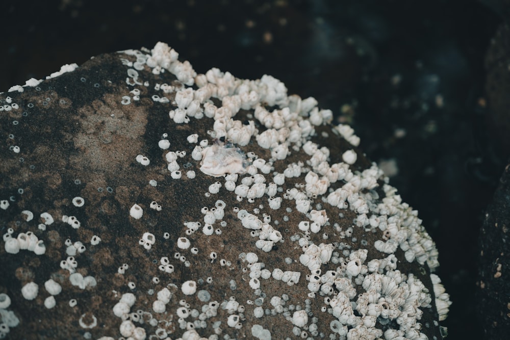 a close up of a rock covered in white stuff