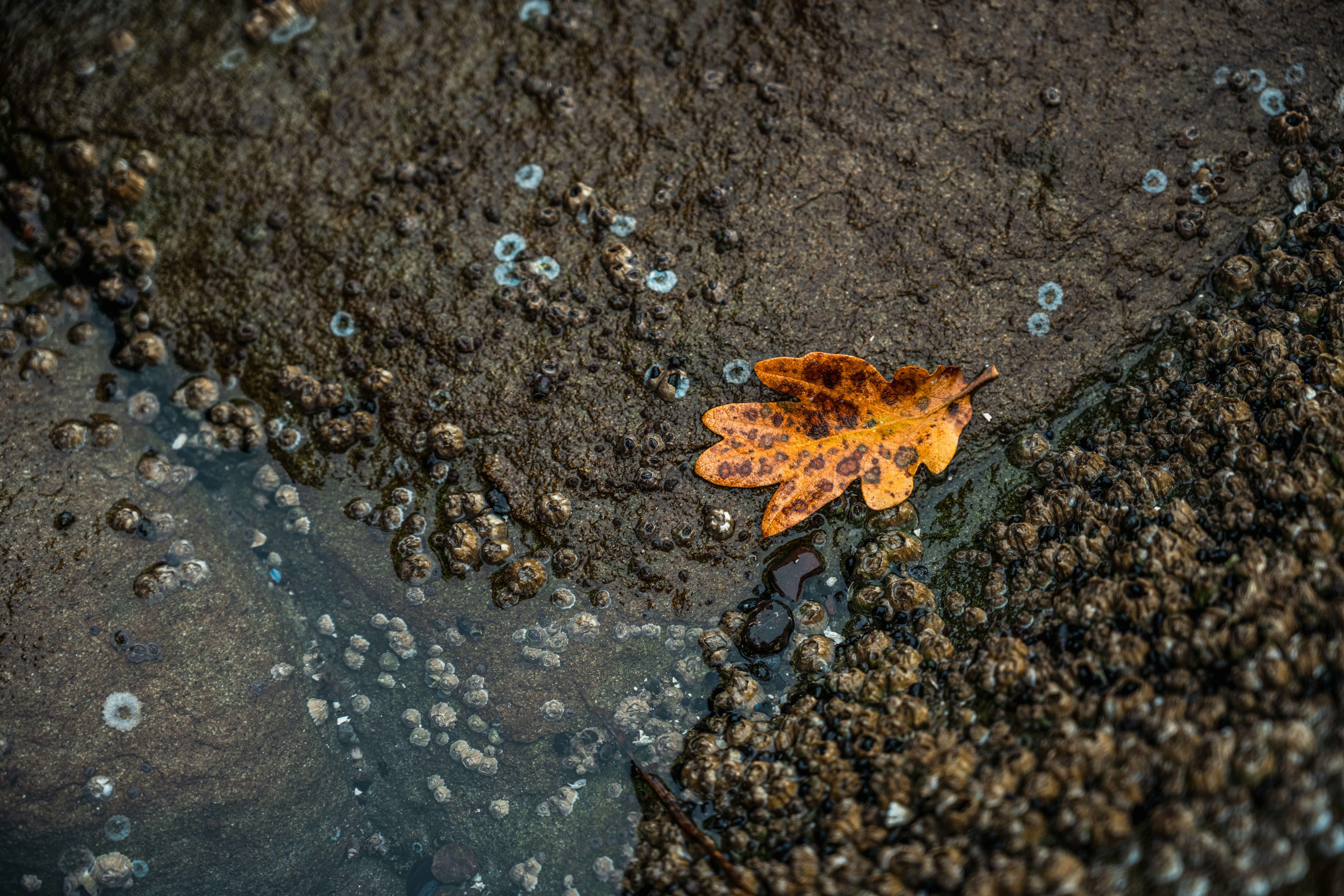 a leaf is laying on the ground next to water