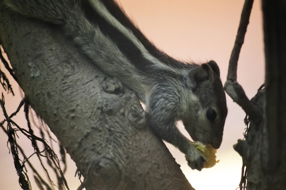 a squirrel eating a piece of food in a tree