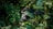 A group of tourists observing gorillas in a lush forest setting.
