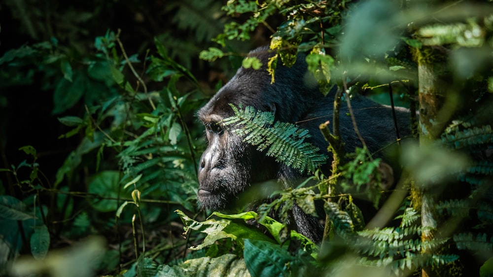 Un gorille au milieu d’une jungle