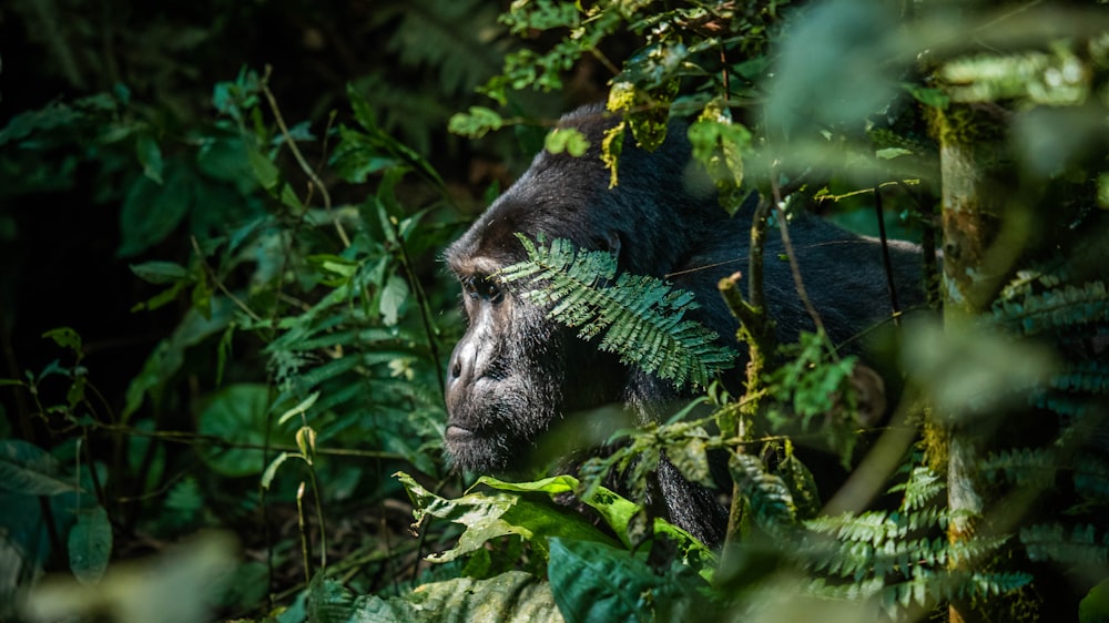 a gorilla in the middle of a jungle